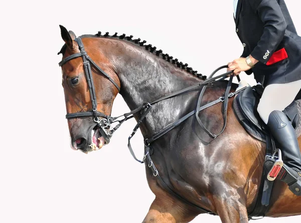 Jeździec i koń - zbliżenie — Zdjęcie stockowe