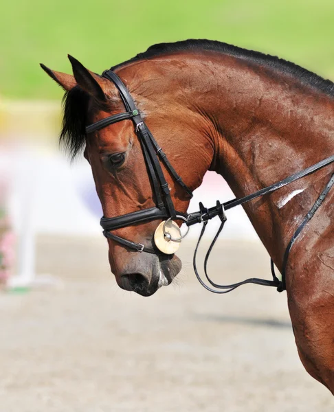 Passeios a cavalo - close-up — Fotografia de Stock