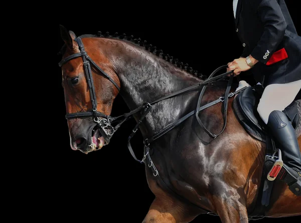 Cavaleiro e cavalo - close-up — Fotografia de Stock