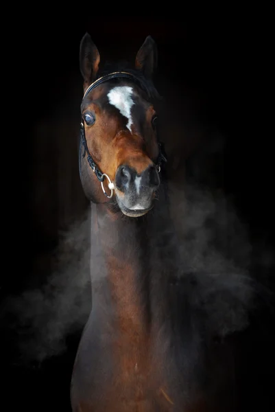 Baai paard in donkere, wolken van stoom — Stockfoto