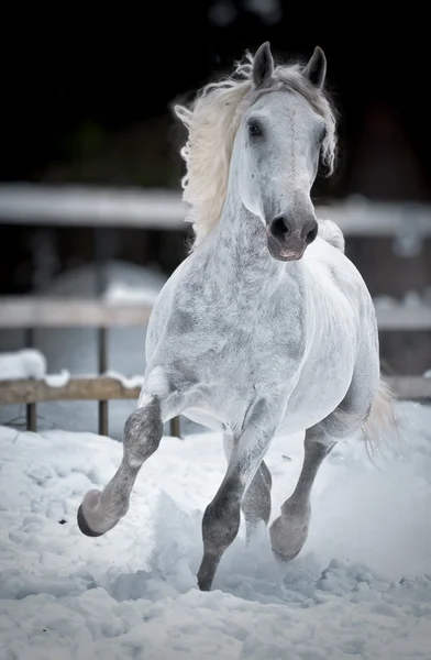 Cavalo branco corre galope no inverno — Fotografia de Stock