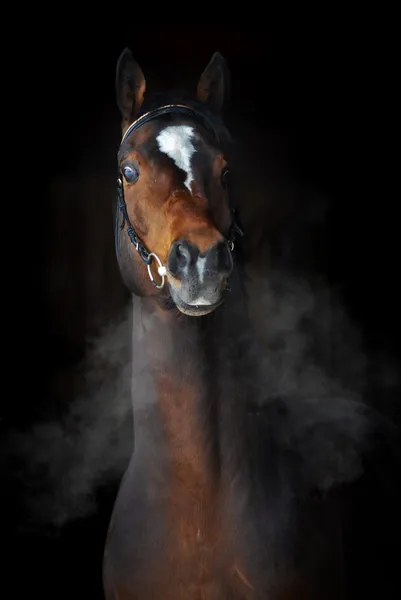 Bay häst i mörka, moln av ånga Stockbild