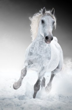 Картина, постер, плакат, фотообои "белая лошадь скачет галопом зимой ретро", артикул 9504552