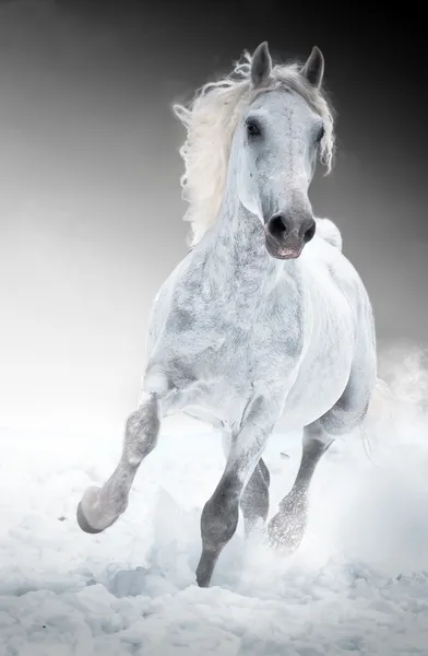 Beyaz atlı dörtnala kışın çalışır. — Stok fotoğraf
