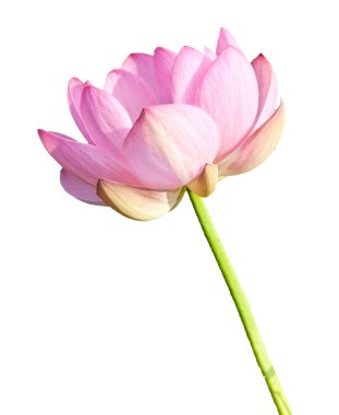 Isolated Lotus on the stem clipart