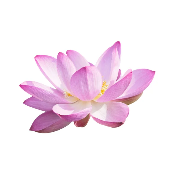 Isolated Lotus with a clipping path — Stock Photo, Image