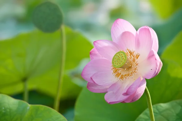 Flor sagrada de loto fósil vivo (primer plano ) — Foto de Stock