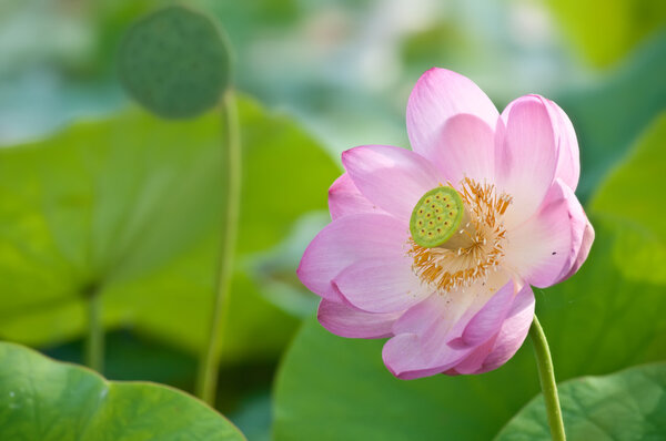 Sacred lotus flower living fossil (close up)