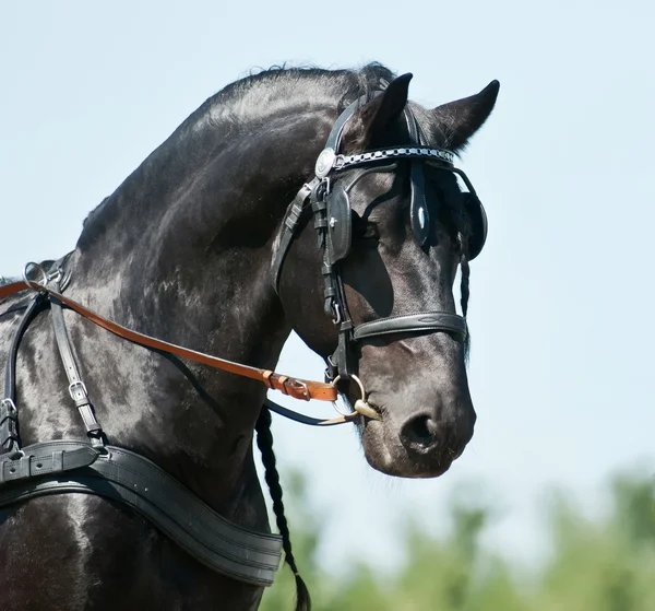 Portret zwarte Friese paard en wagen rijden — Stockfoto