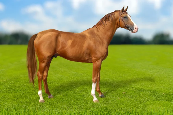Красный конь на зеленой траве — стоковое фото