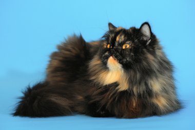 Persian tortie cat (PER f 62) on blue background clipart