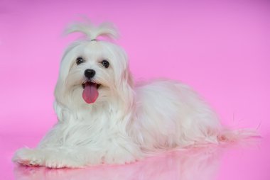 Cute white Maltese dog clipart