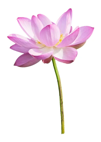 Isolated Lotus on the stem — Stock Photo, Image