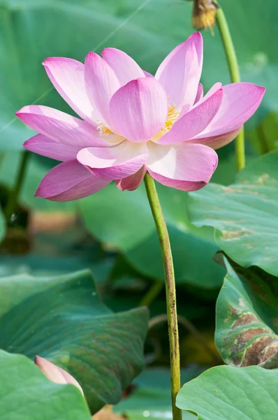 Lotus kukka elävä fossiili (lähikuva ) — kuvapankkivalokuva