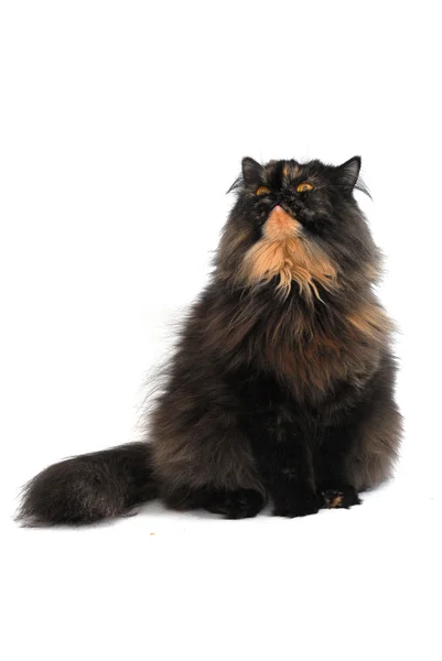 Persian tortie cat on white background — Stock Photo, Image