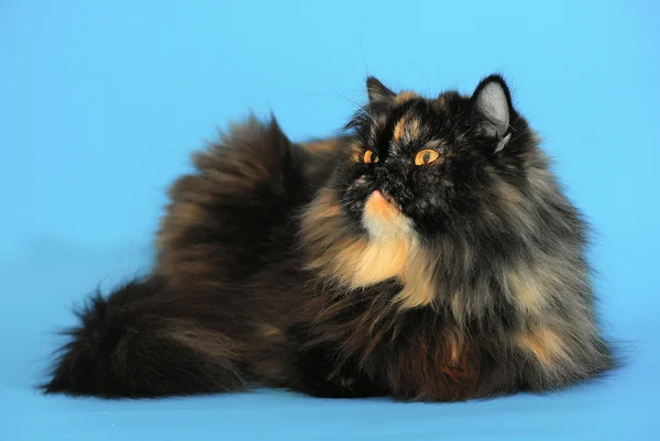 Persische schildpatt Katze (pro f 62) auf blauem Hintergrund — Stockfoto
