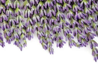 Lavender flowers clipart