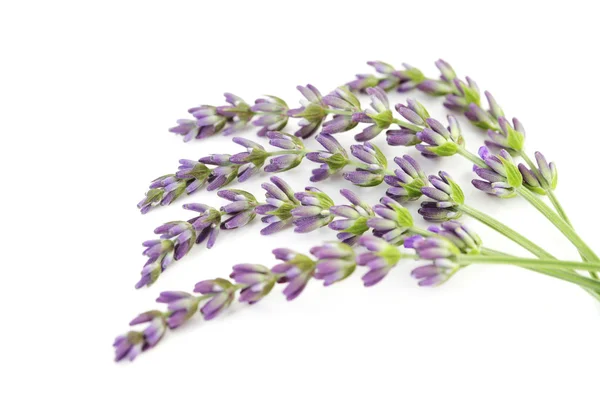 Lavender flowers — Stock Photo, Image