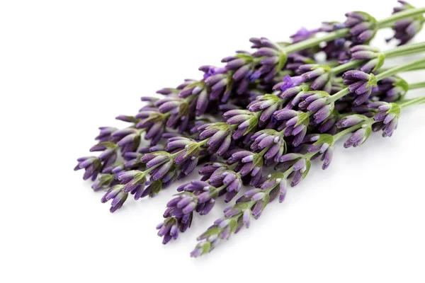 Flores de lavanda — Fotografia de Stock