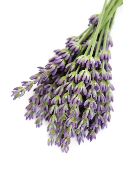 Lavendelblüten — Stockfoto