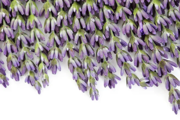 Lavanta çiçekleri — Stok fotoğraf