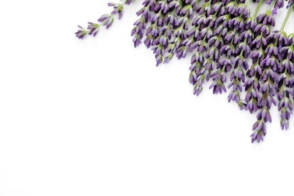 Flores de lavanda —  Fotos de Stock