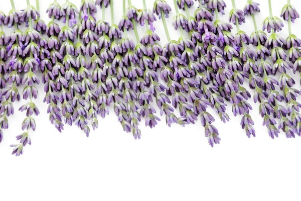 ラベンダーの花 — ストック写真