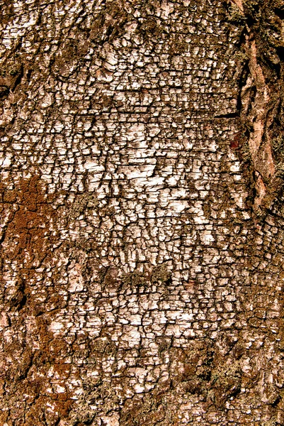 자작나무 껍질의 구조 — 스톡 사진