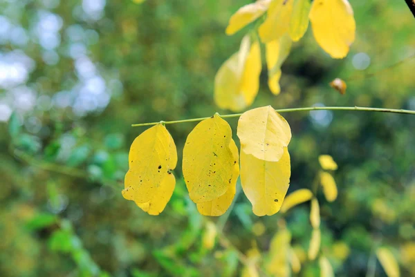 Folhas amarelas em uma pequena árvore — Fotografia de Stock