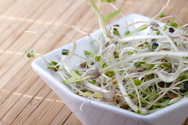 Beansprouts in a bowl — Stock Photo, Image