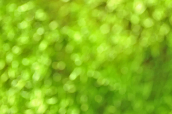 Эффект зелёного боке — стоковое фото
