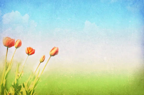 Våren och sommaren bakgrund — Stockfoto