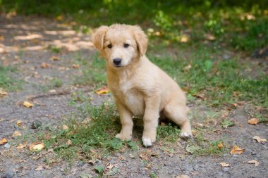 çimenlerin üzerinde küçük çoban köpek