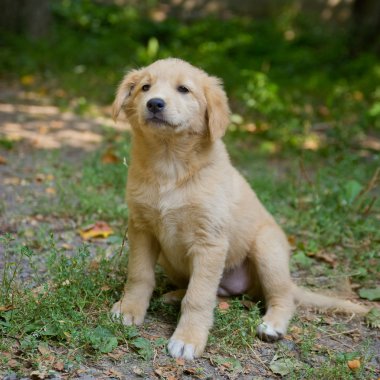 çimenlerin üzerinde küçük çoban köpek