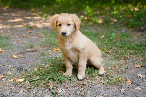 Pequeno cachorro pastor na grama — Fotografia de Stock