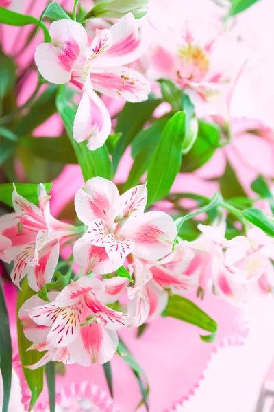 Fechar-se de flores de lírio rosa com foco suave. Desenho floral — Fotografia de Stock