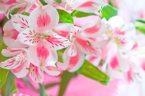 粉色百合鲜花与软焦点的特写。花艺设计 — 图库照片