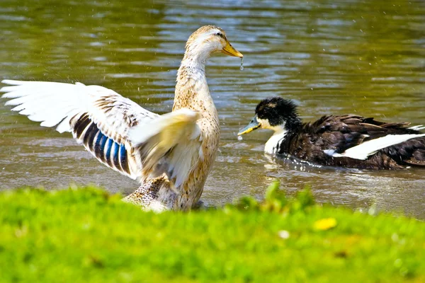 绿头鸭、 野鸭、 北京鸭在靠近水的议案 — 图库照片#