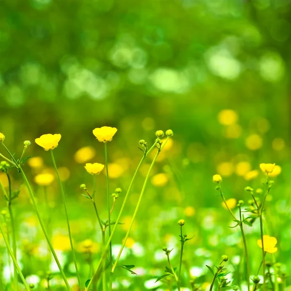 Campo di fiori primaverili e perfetta giornata di sole — Foto Stock