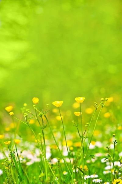 Fond abstrait d'herbe et de fleurs printanières — Photo