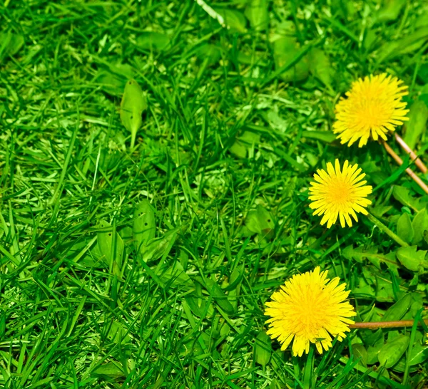 Вид сверху на зеленую траву и цветы одуванчиков на фоне — стоковое фото