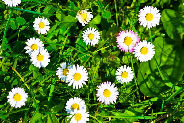 Yeşil çim ve çiçek arka Üstten Görünüm — Stok fotoğraf