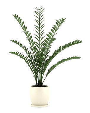 decoratieve plant in pot geïsoleerd op witte achtergrond