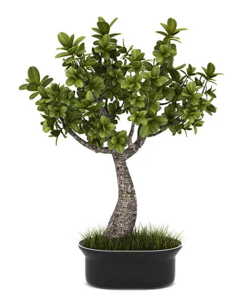 stock image Bonsai plant in pot isolated on white background