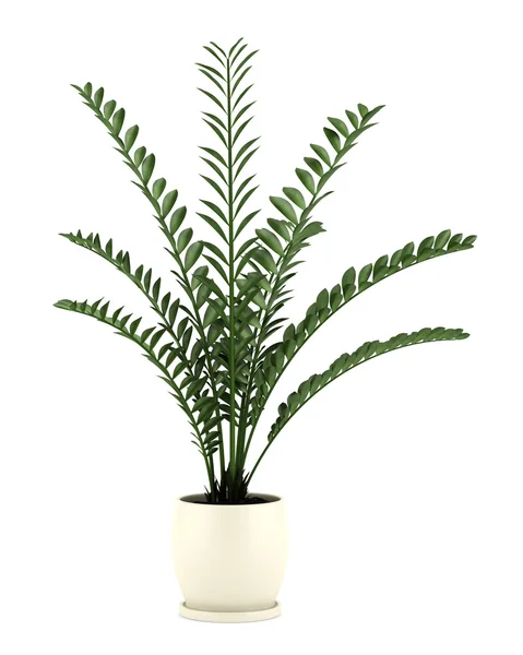 Planta decorativa em vaso isolado no fundo branco — Fotografia de Stock