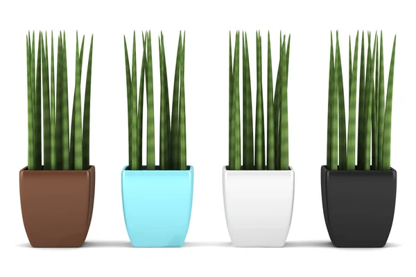 Quatre pots de couleur plantes décoratives isolées sur fond blanc — Photo