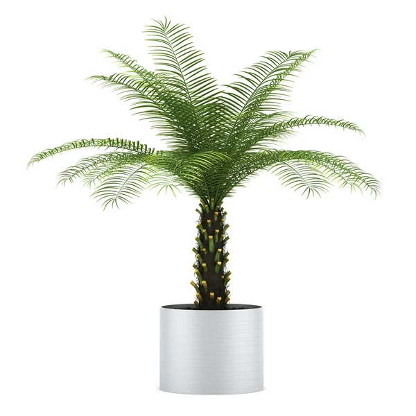Palmowe drzewo w puli na białym tle — Zdjęcie stockowe