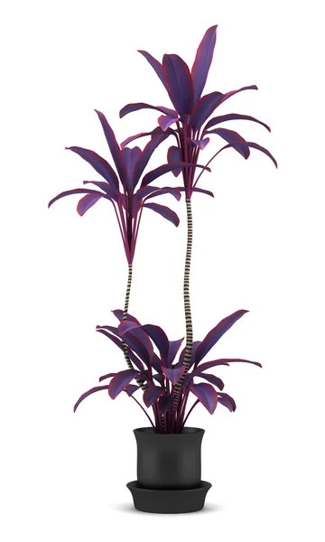 Decorative purple plant in pot isolated on white background — Zdjęcie stockowe