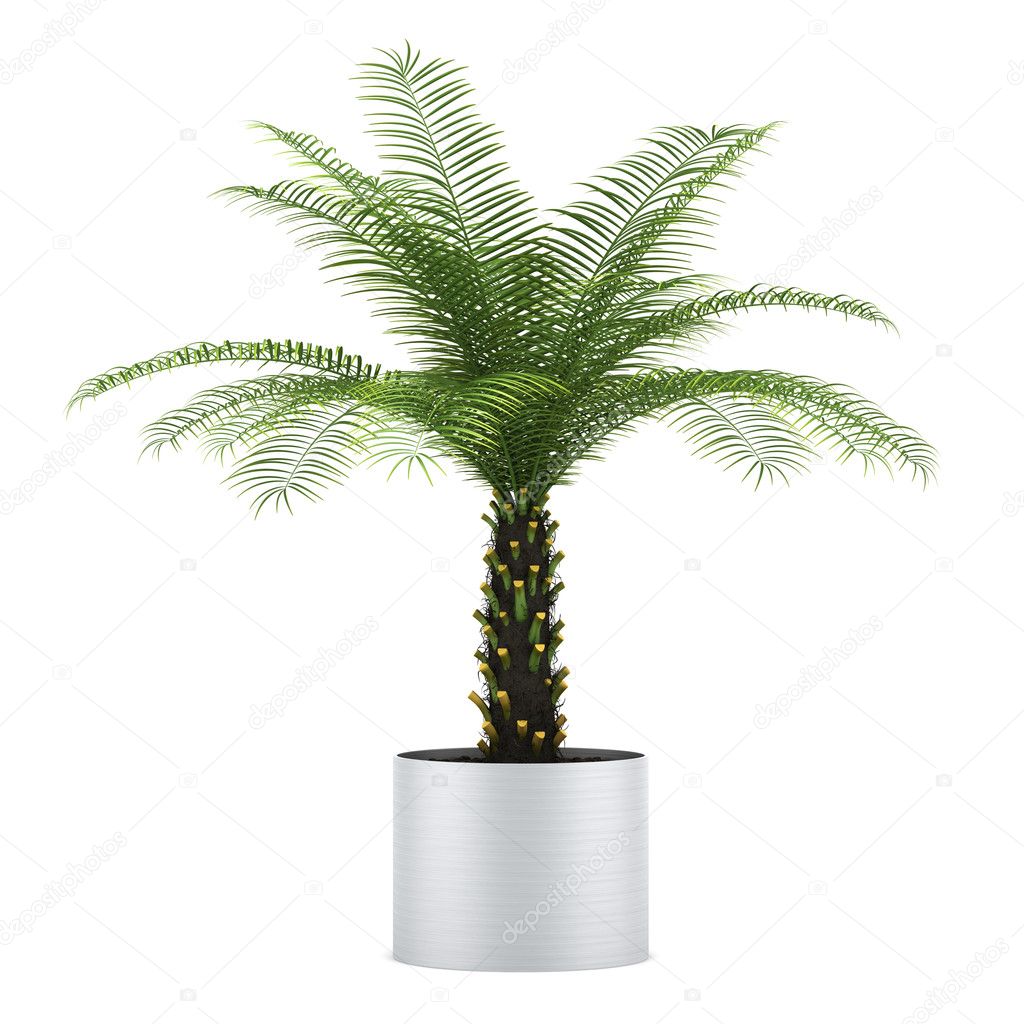 Palm tree in pot isolated on white background — Stock Photo © tiler84