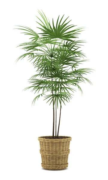 Palmboom in pot geïsoleerd op witte achtergrond — Stockfoto